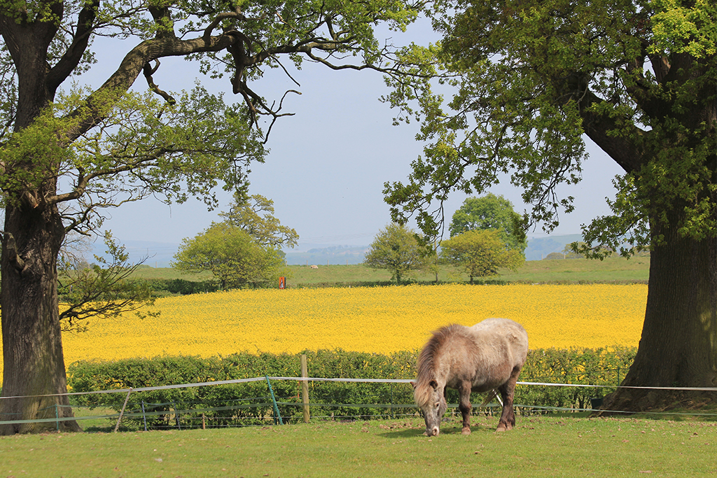 Your Spring Wedding at Sandhole Oak Barn