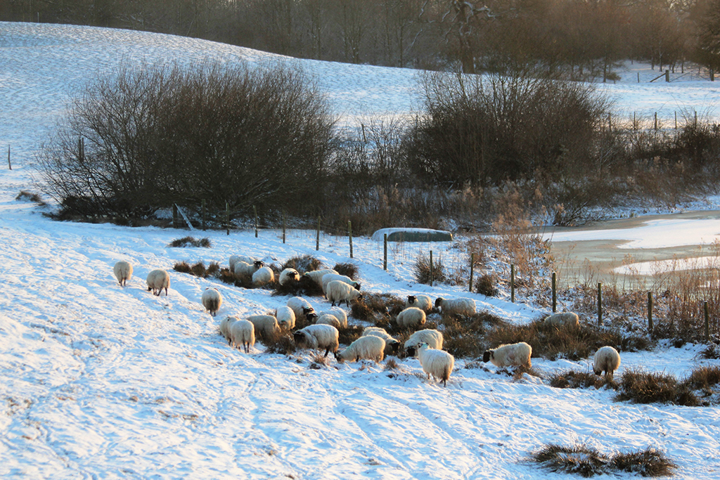 The sheep in the snowy fields at Sandhole Oak Barn rural wedding venue